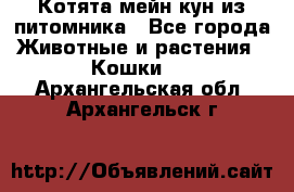 Котята мейн-кун из питомника - Все города Животные и растения » Кошки   . Архангельская обл.,Архангельск г.